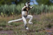 © aussieanouk - Larvensifaka huepft ueber das Grasland