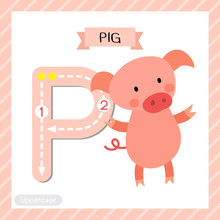 Letter P Uppercase Cute Children Colorful Zoo And Animals ABC Alphabet Tracing Flashcard Of Standing Pig For Kids Learning English Vocabulary And Handwriting Vector Illustration.