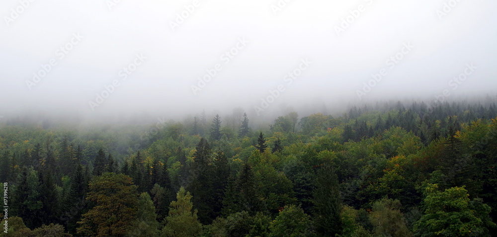 Obraz na płótnie las we mgle w salonie