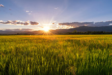 Green Rice Field At Sunrise Of Mountain Background.