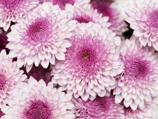 Wall Mural - chrysanthemums