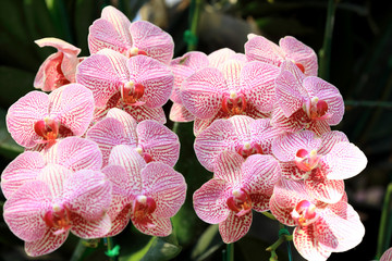 Beautiful orchids flower and green leaves background in the garden at winter or spring day for postcard agriculture idea, as nature concept.