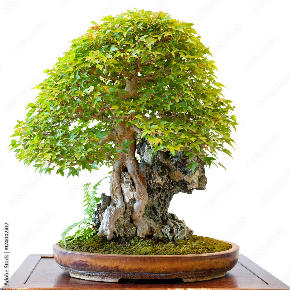 Photo Stock Dreispitzahorn (Acer buergerianum) als Bonsai Baum ber einen  Felsen | Adobe Stock