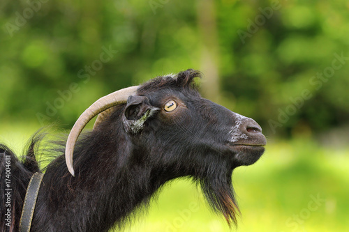 Козочка купить в Яшкино Животные и зоотовары Авито