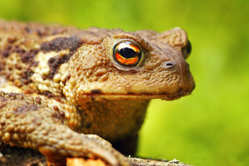 Wall Mural - macro portrait of Bufo bufo toad