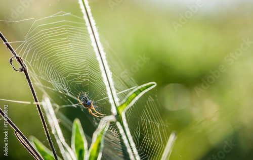 Plakat Zamknięty łąkowy pająk w górę dzikiej łąki