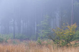 Fototapeta Krajobraz - Farben des Herbst Wald
