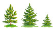 Vector drawing of little pine tree and two fir trees