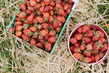 Freshly Harvested Fresh Ripe Strawberries