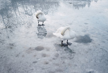 Two Swans On The Surface Of A Frozen Lake. Norfolk, UK.
