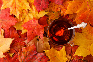 Wall Mural - autumn background with maple leaves