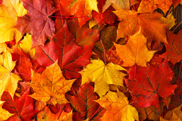 Wall Mural - autumn background with maple leaves