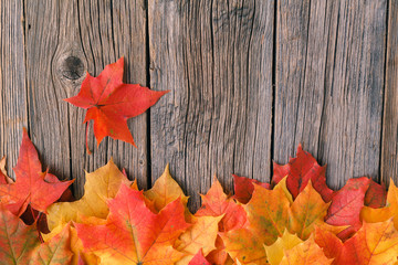 Wall Mural - decorative backgrounв frame from fall maple leaves