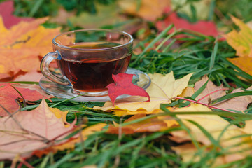 Wall Mural - Cup of hot aromatic herbal tea on foliage in park