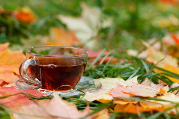 Wall Mural - Cup of hot aromatic herbal tea on foliage in park