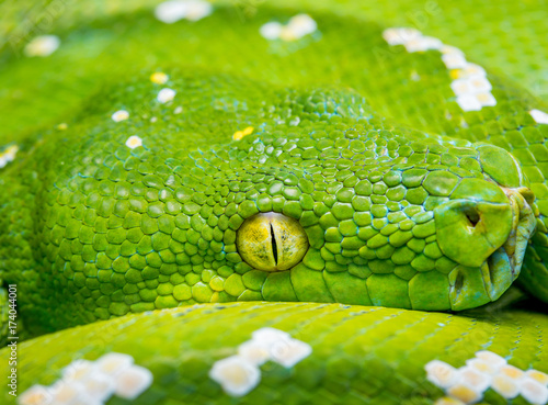 Plakat zielone drzewo python wąż gad boa