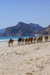 Camels crossing the road near Salalah, Oman.