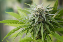 A Large Green Flowering Bud On A Marijuana Plant.