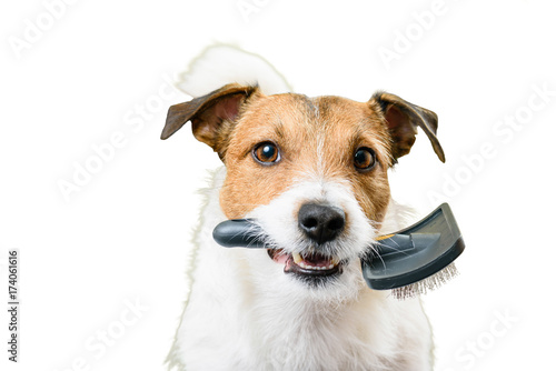 Hairy Dog Needs Grooming And Haircut Isolated On White Buy This