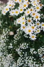 Close Up Of Beautiful Blossoming White Daisies