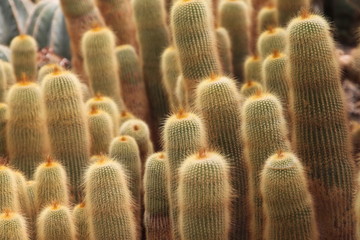 Cacti