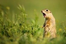 Ground Squirrel Standing Waist-deep In The Grass On A Beautiful Background And Shouts.