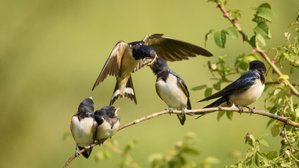 The barn swallow feeds one of its four nestling in flight.