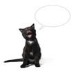 Cute cat and empty buble talk on white background
