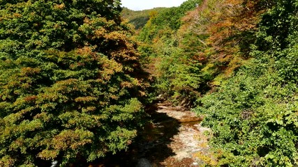 Wall Mural - beautiful river in forest