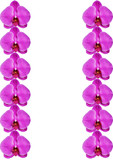 Fototapeta Motyle - Closeup of Blooming beautiful pink orchids isolated on white background.