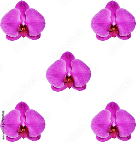 closeup-of-blooming-beautiful-pink-orchids-isolated-on-white-background
