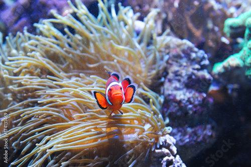 Plakat czerwona ryba klaun w rafie koralowej