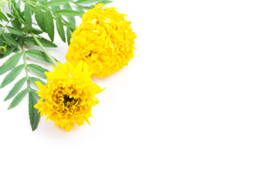 Wall Mural - closeup yellow marigold flower with leaves on white background for decorative concept