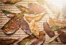 Fallen Leaves Of Autumn On Woven Natural Fiber Mat. Soft Hazy Light Effect Provided Cold Lonesome Feeling Of The Season Change.
