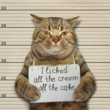 Fototapeta Koty - The bad cat licked all the cream off the cake. 