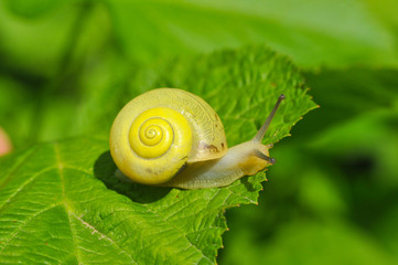 Wall Mural - Little yellow snail crawling on green leaf in garden. Snail in nature in grass next to a river