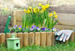 daffodils in flowerbed
