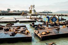 Lazy Sea Lions At San Francisco Pier 39, California