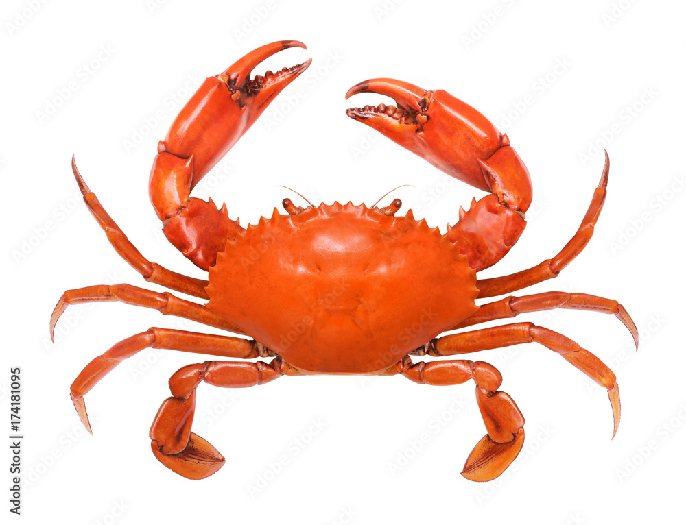 Crab isolated on white background. - obrazy, fototapety, plakaty 