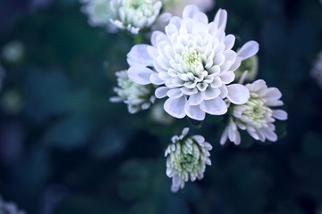 white big flower on dark green background. Autumn mystery photo with cold colors