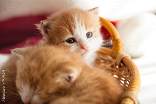 Plakat dwa małe imbir kitten w koszyku w domu