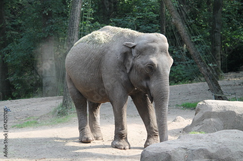 Zdjęcie XXL słoń