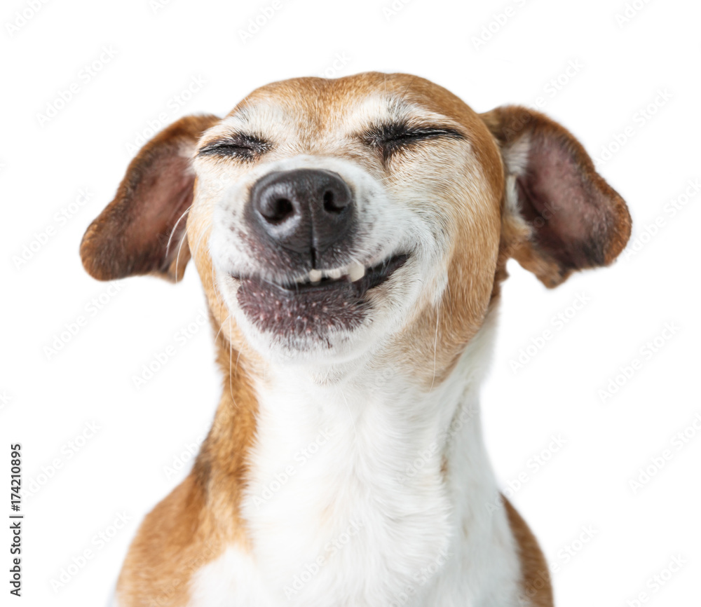 Funny dog disgust, denial, disagreement face. Don't like that. grins  teeth pet. White background - obrazy, fototapety, plakaty 