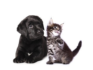 Wall Mural - puppy and kitten , Group of cats and dogs in front of white background