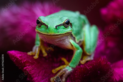 Plakat Zielona Europejska drzewna żaba, Hyla orientalis