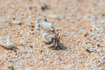    Two hermit crab fighting on the sand on an atoll, French Polynesia 
