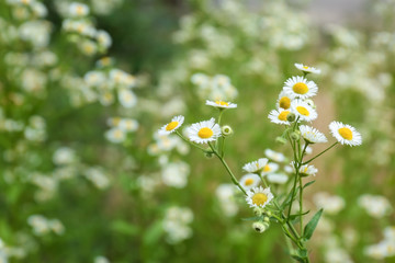 Poster - Beautiful chamomile flowers in field