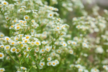 Sticker - Beautiful chamomile flowers in field