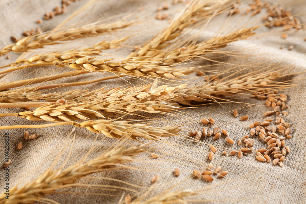 Ripe cereal grains and spikelets on sackcloth, closeup