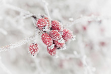 Natural Background From Red Berry Covered With Hoarfrost Or Rime. Winter Morning Scene Of Nature.
